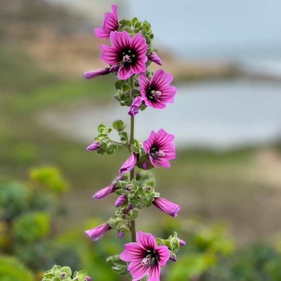 Meet your Posher, Brea!✨ - Picture 6 of 11